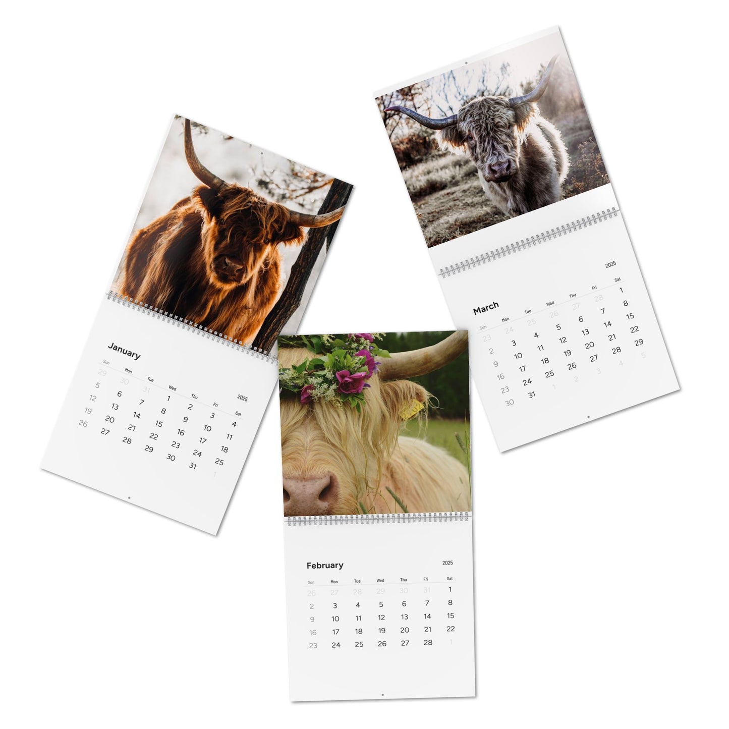 2025 Highland Cow Calendar - Beautiful Scottish Highland Cattle Photos for Your Home or Office