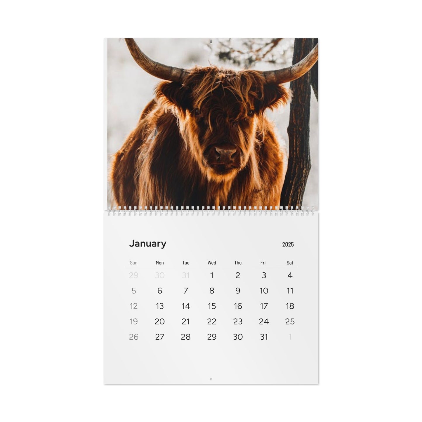 2025 Highland Cow Calendar - Beautiful Scottish Highland Cattle Photos for Your Home or Office