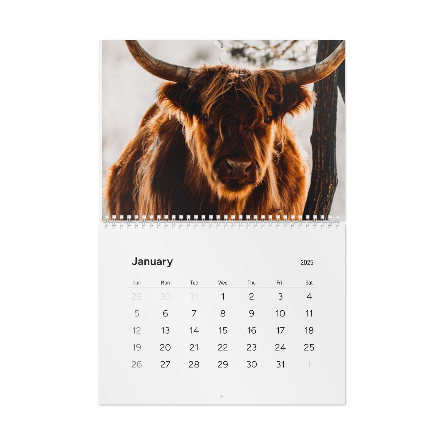 2025 Highland Cow Calendar - Beautiful Scottish Highland Cattle Photos for Your Home or Office