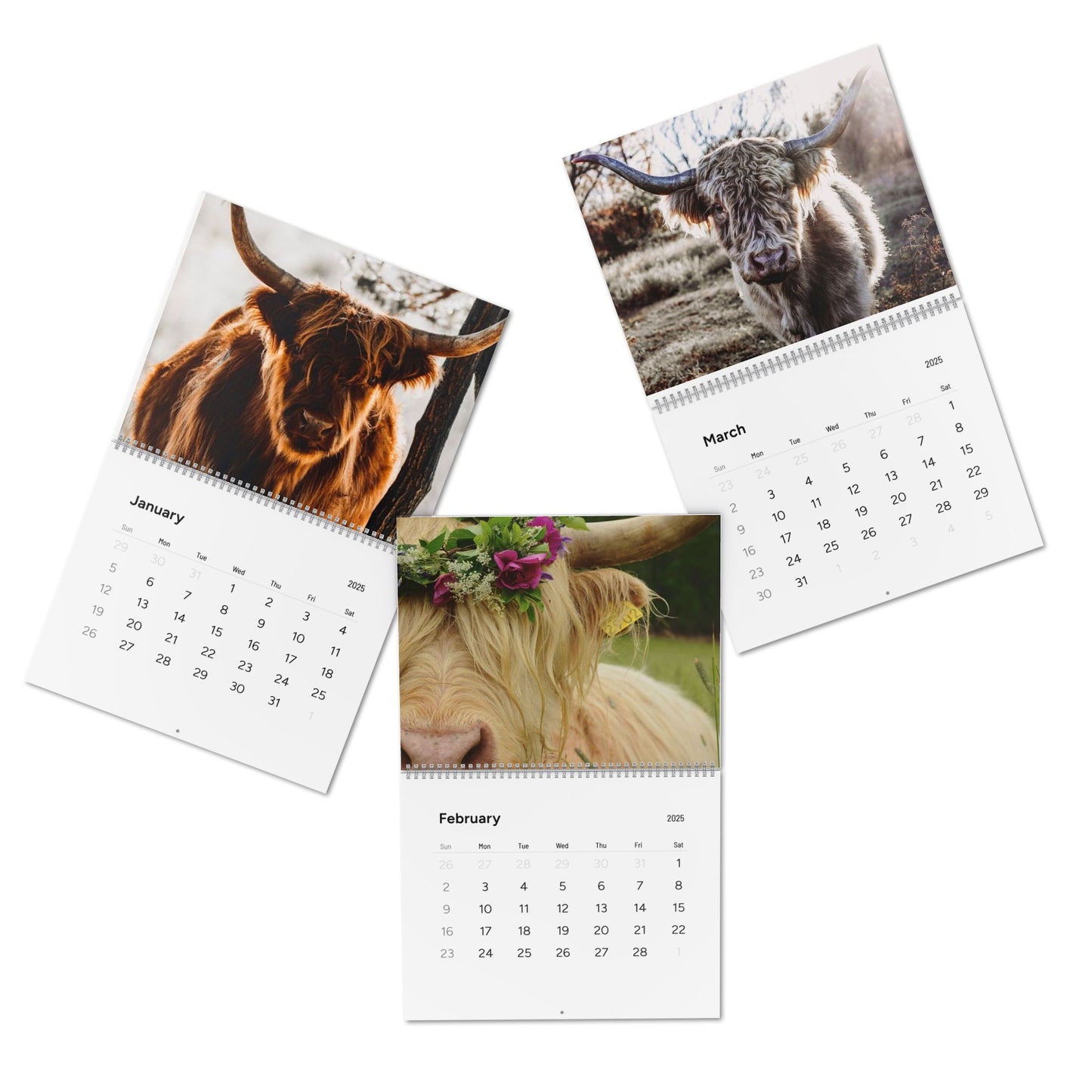 2025 Highland Cow Calendar - Beautiful Scottish Highland Cattle Photos for Your Home or Office