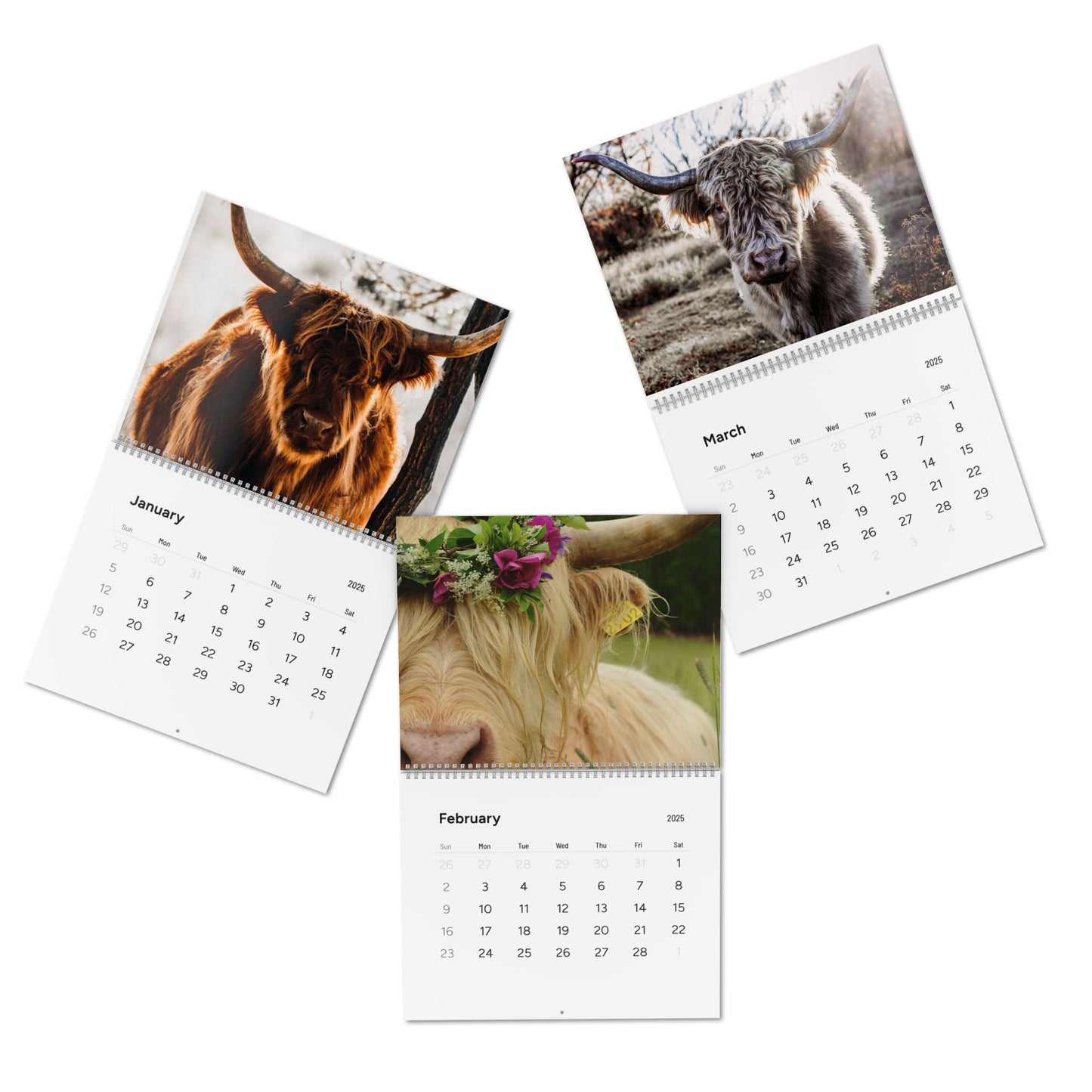 2025 Highland Cow Calendar - Beautiful Scottish Highland Cattle Photos for Your Home or Office