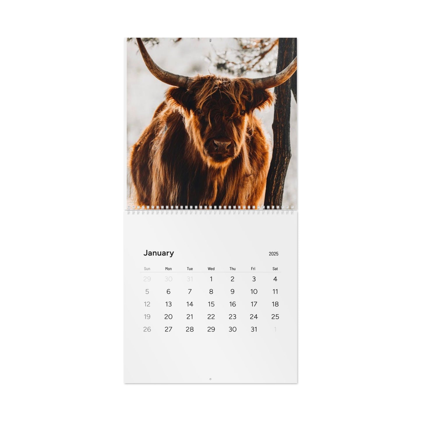 2025 Highland Cow Calendar - Beautiful Scottish Highland Cattle Photos for Your Home or Office