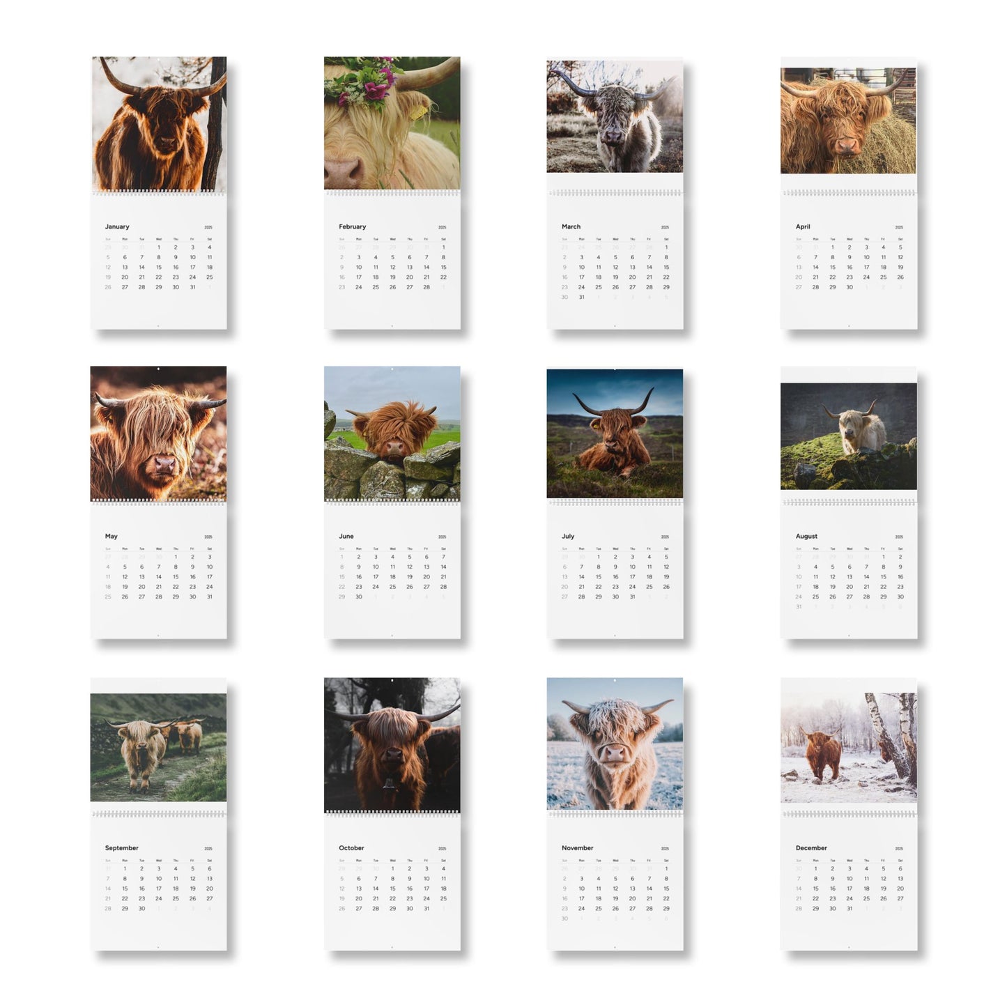 2025 Highland Cow Calendar - Beautiful Scottish Highland Cattle Photos for Your Home or Office