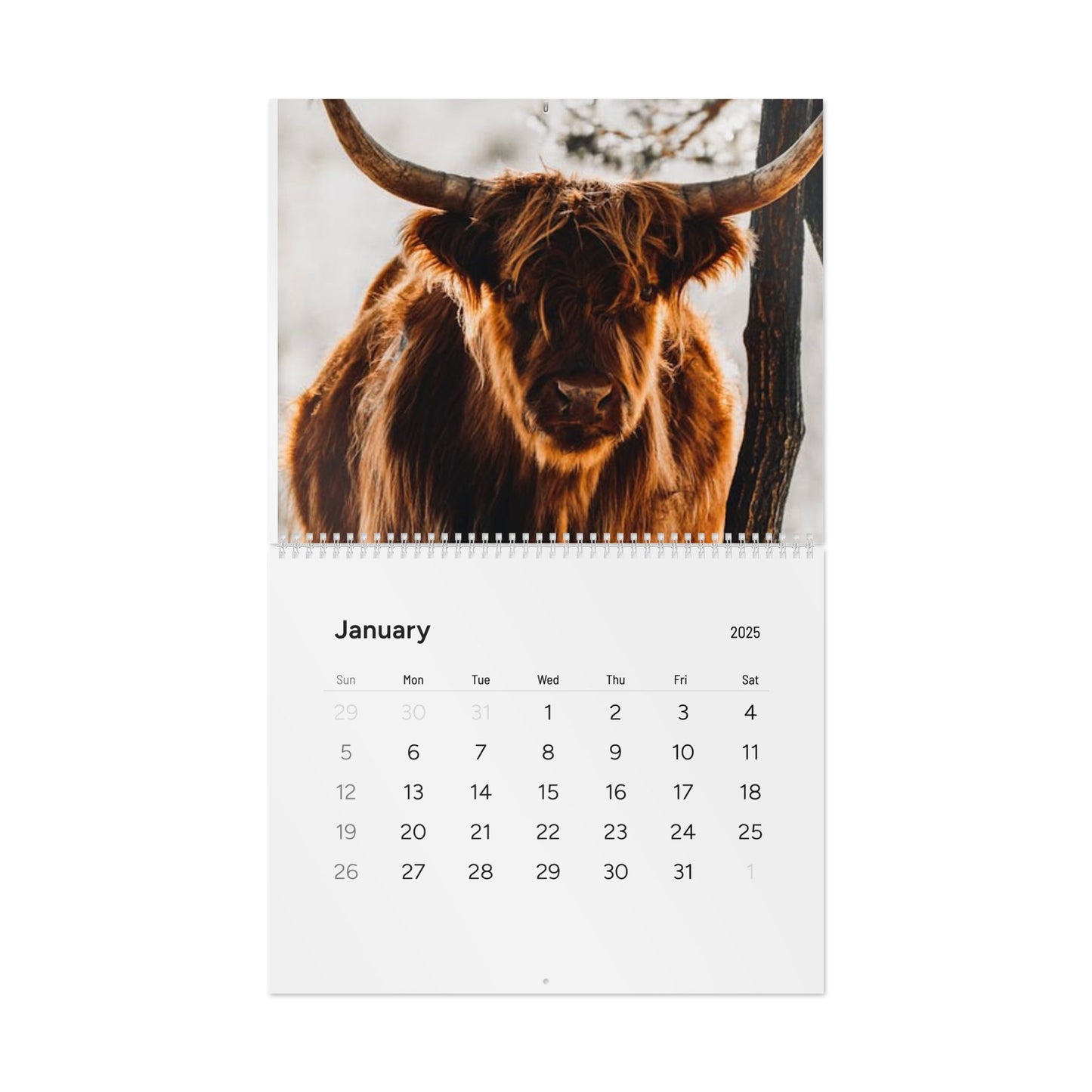 2025 Highland Cow Calendar - Beautiful Scottish Highland Cattle Photos for Your Home or Office