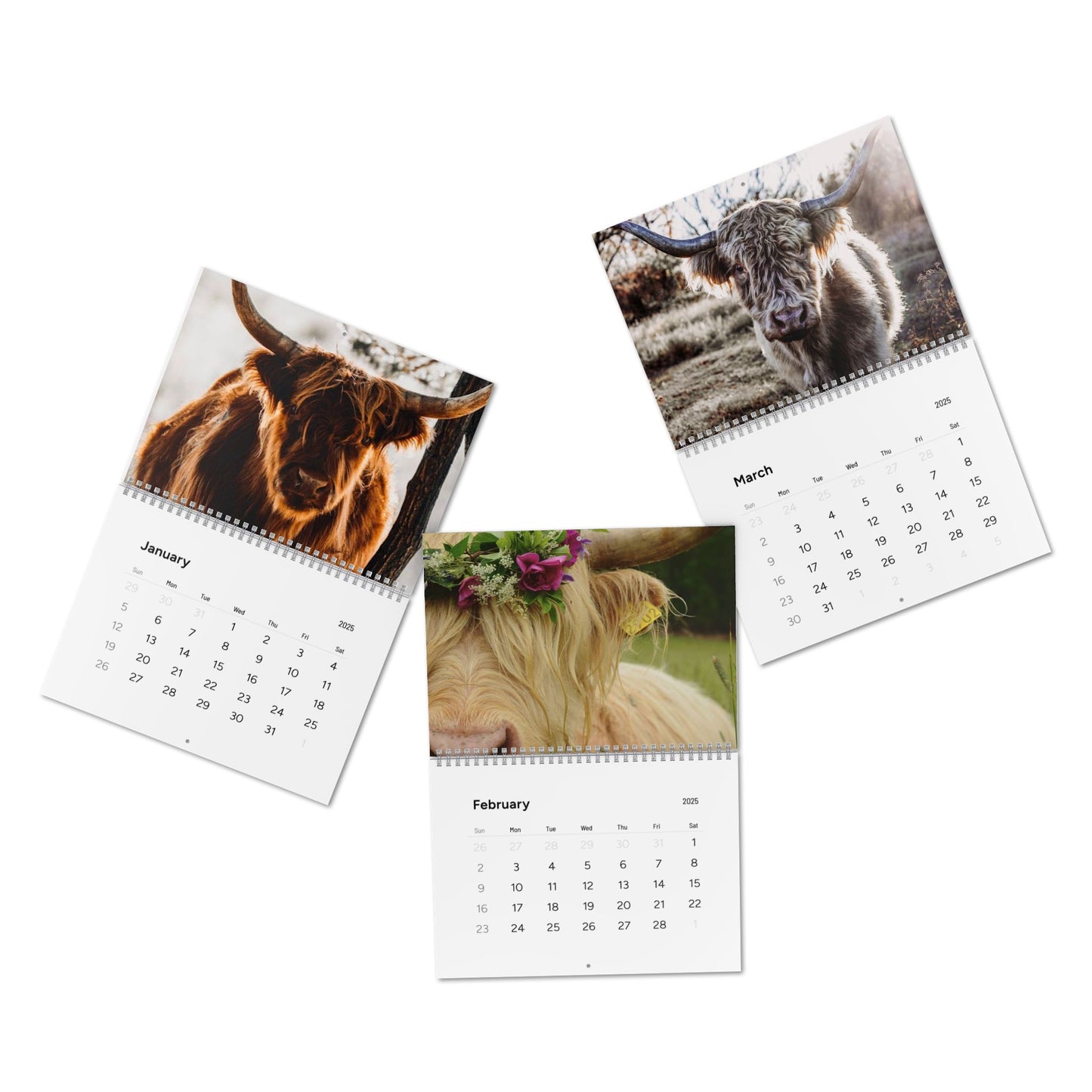 2025 Highland Cow Calendar - Beautiful Scottish Highland Cattle Photos for Your Home or Office