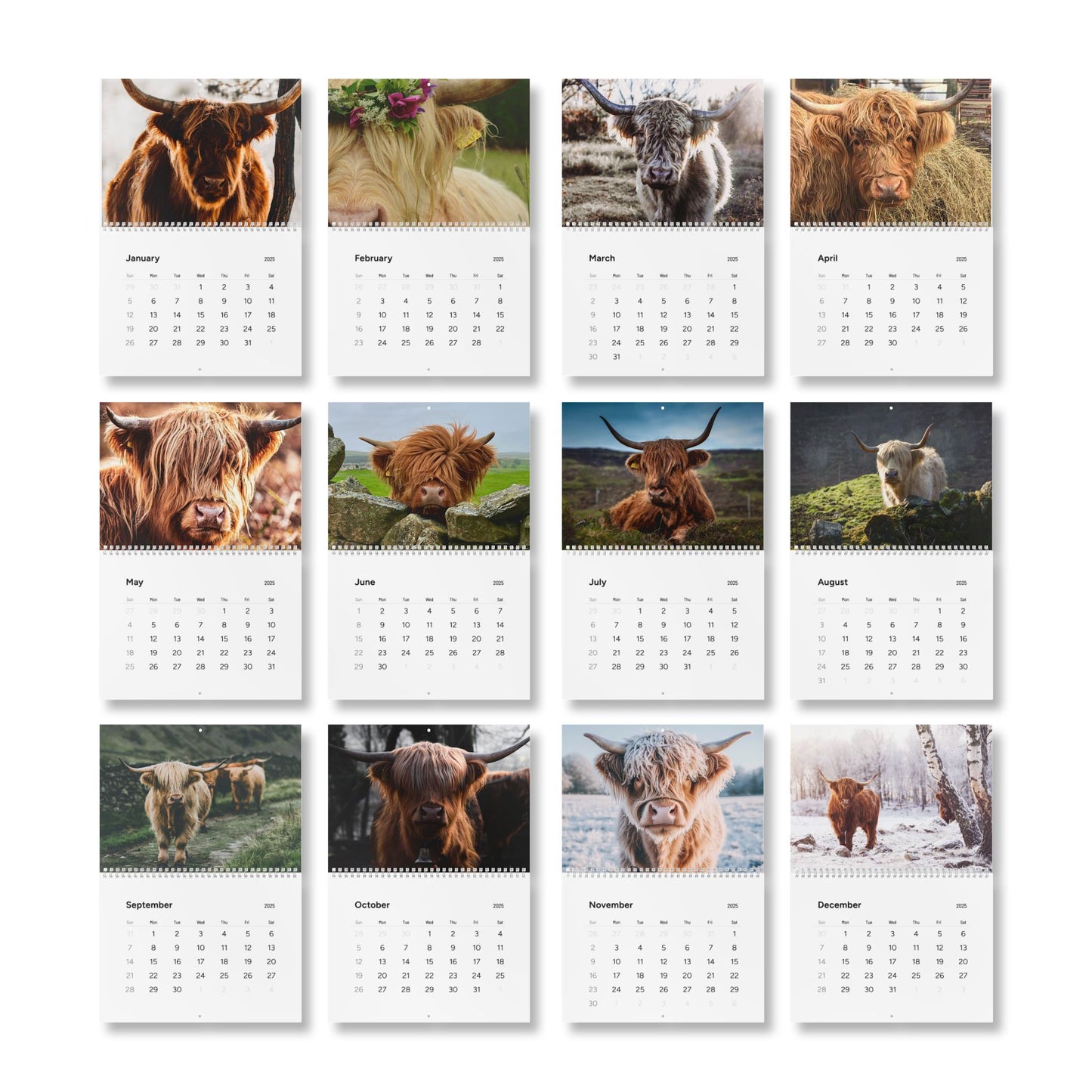 2025 Highland Cow Calendar - Beautiful Scottish Highland Cattle Photos for Your Home or Office