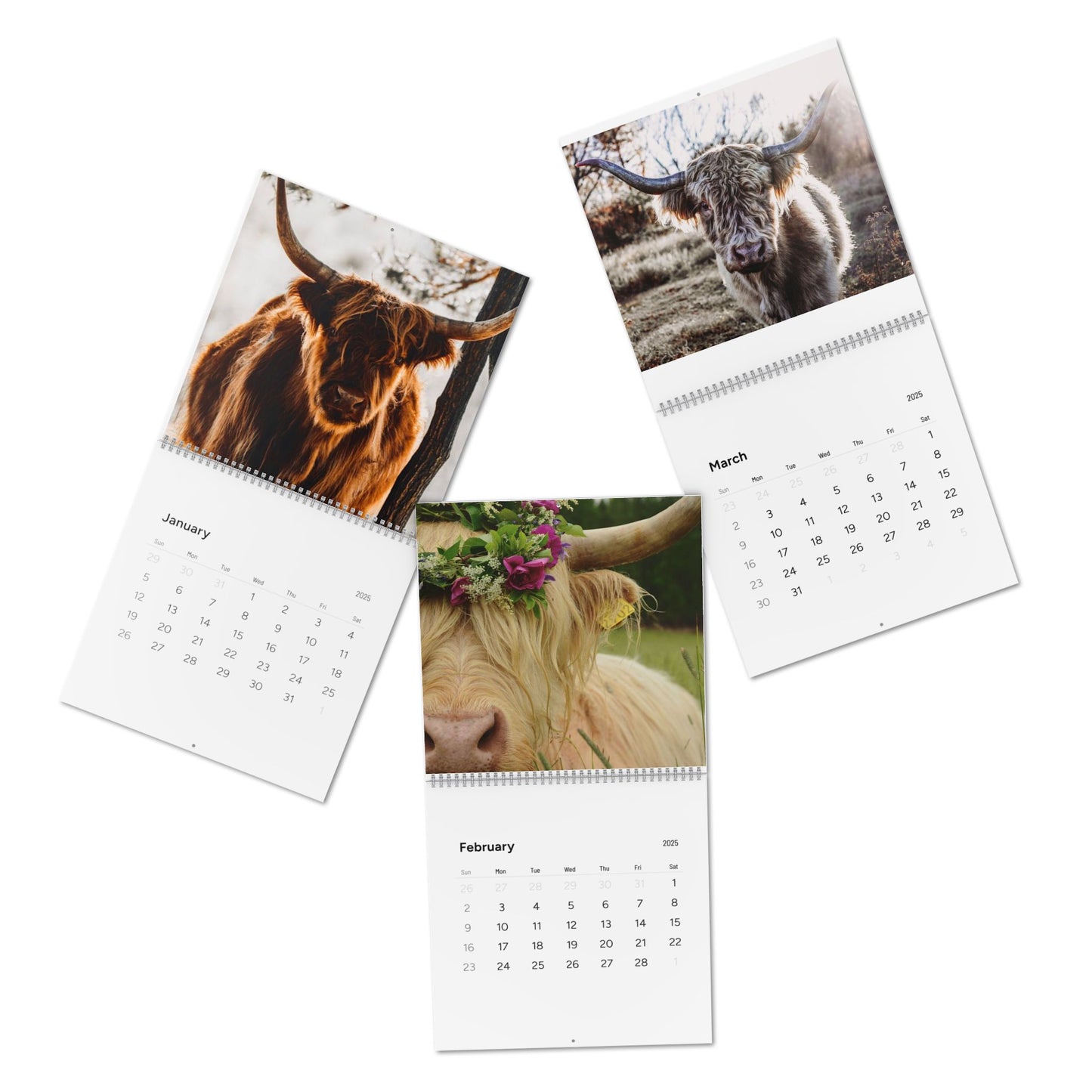 2025 Highland Cow Calendar - Beautiful Scottish Highland Cattle Photos for Your Home or Office